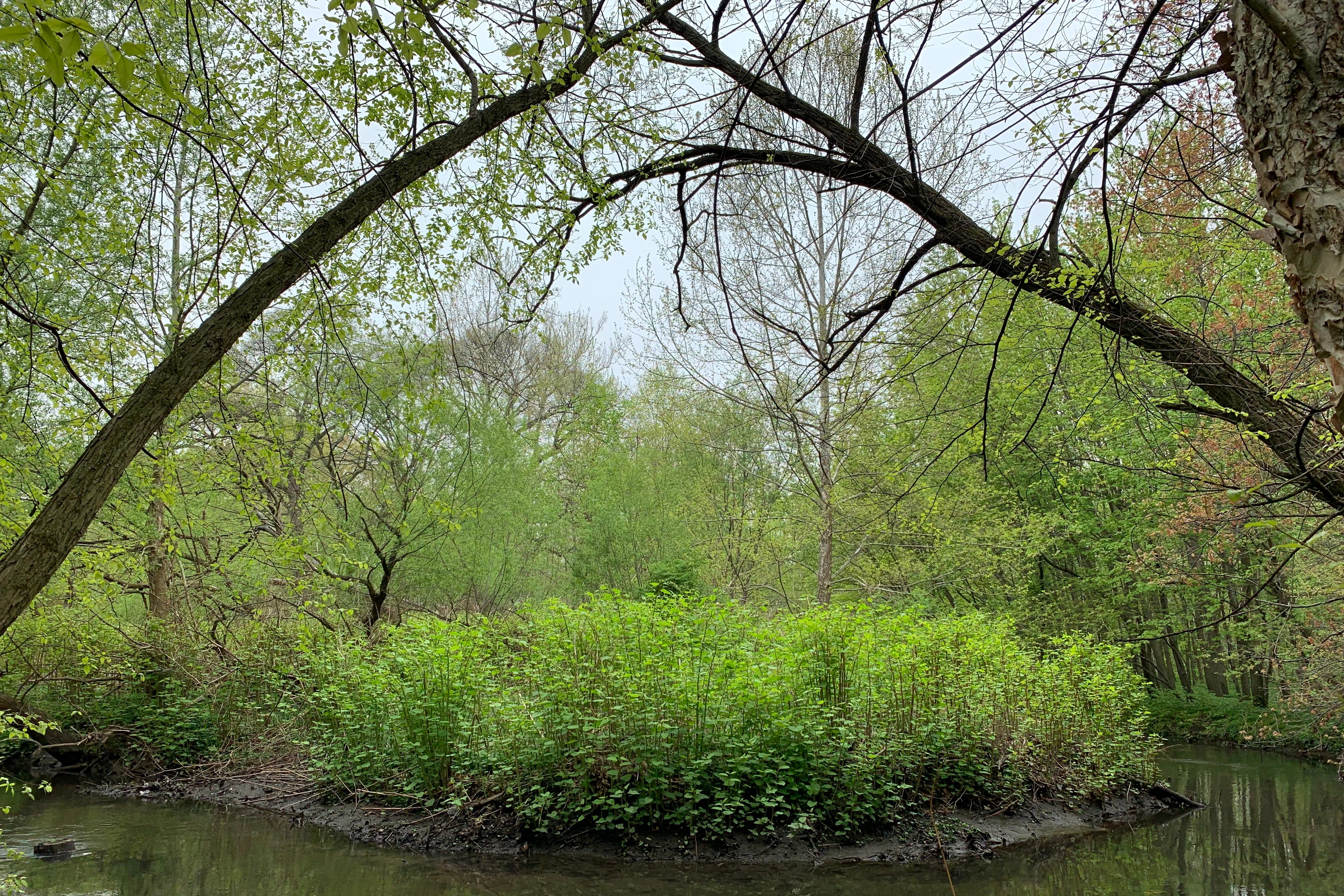 A knotweed infestation in the Bronx, where the riverbanks slough into the stream.