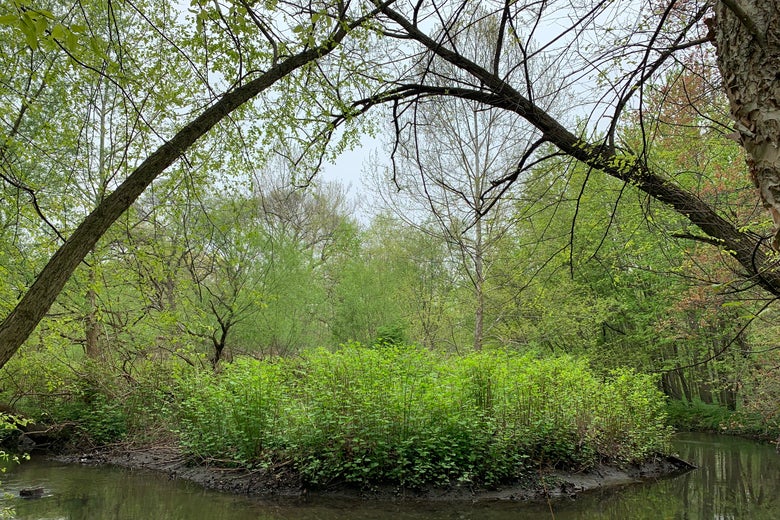 A knotweed infestation in the Bronx, where the riverbanks slough into the stream.