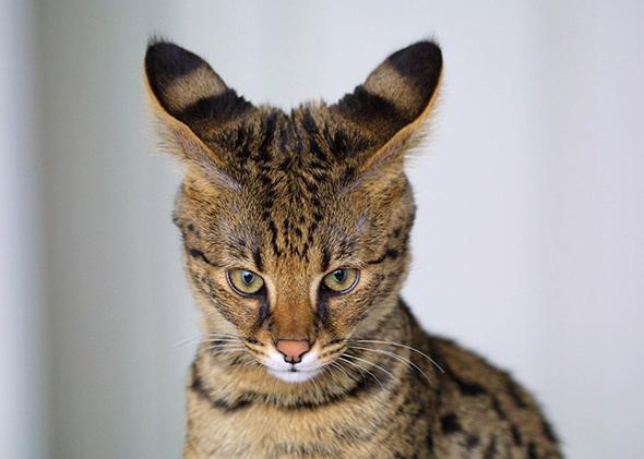 A closeup of a four month old Savannah Cat, a hybrid of a domestic cat and serval. 