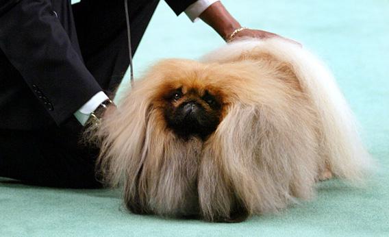 A Pekingese competes in the Best in Show competition of the 127th Westminster Kennel Club dog show