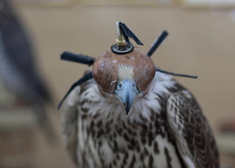 falcon-images-falcon-national-bird-of-uae