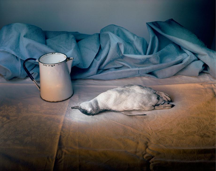 Marian Drew Still Life / Australiana (2003-2009) Penguin with eneamel jug.