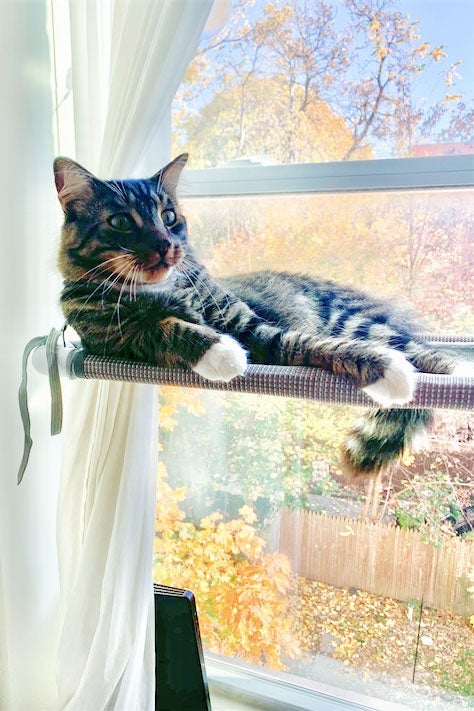 A cat is seen on a window perch.