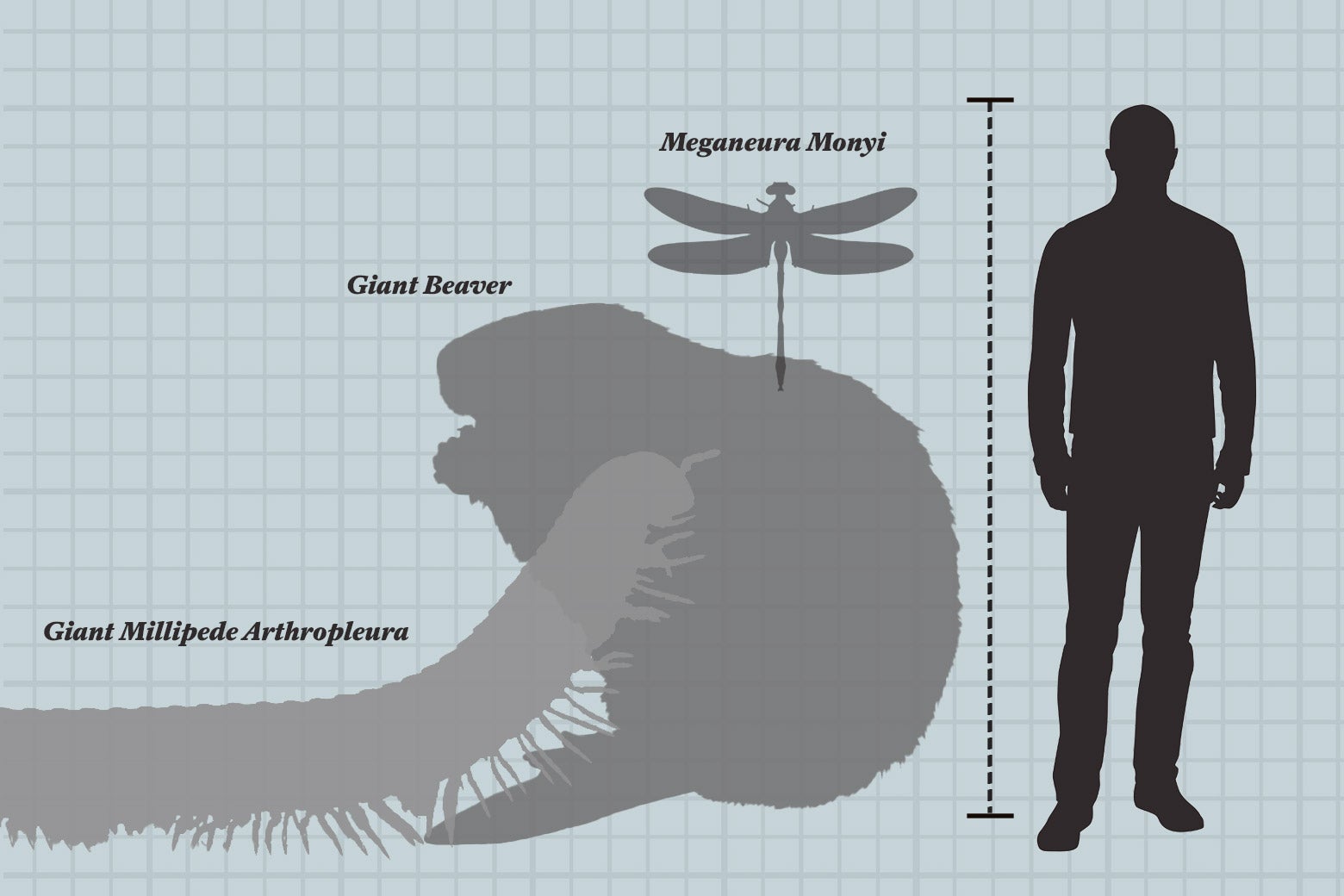 340-Pound Penguins Once Roamed the Earth. Why Is Life Today So Small? Riley Black