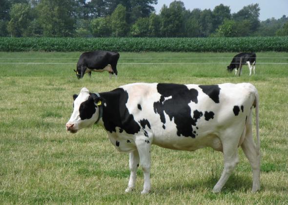 A Unique Sight: Pink Cow in the Grass