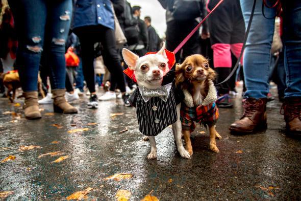 New York shelter hosts 'puppy parade' with dogs in Mets jerseys