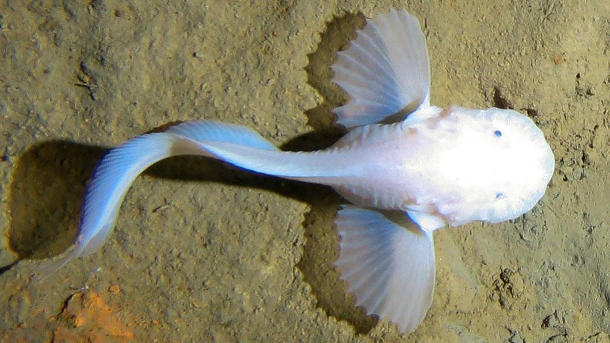 mariana trench fish