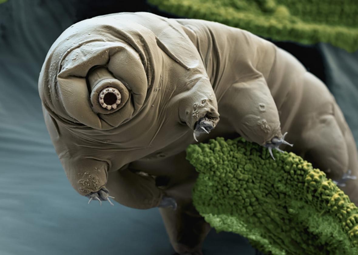 Water bear DNA: How the only animals to survive in space do it (VIDEO).