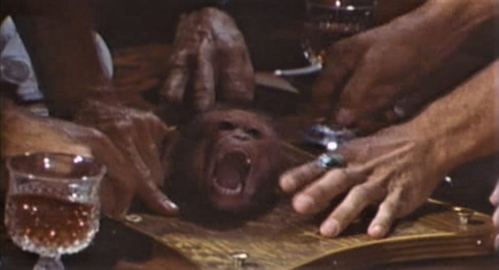 A monkey screams, with its face visible through a hole in a table.