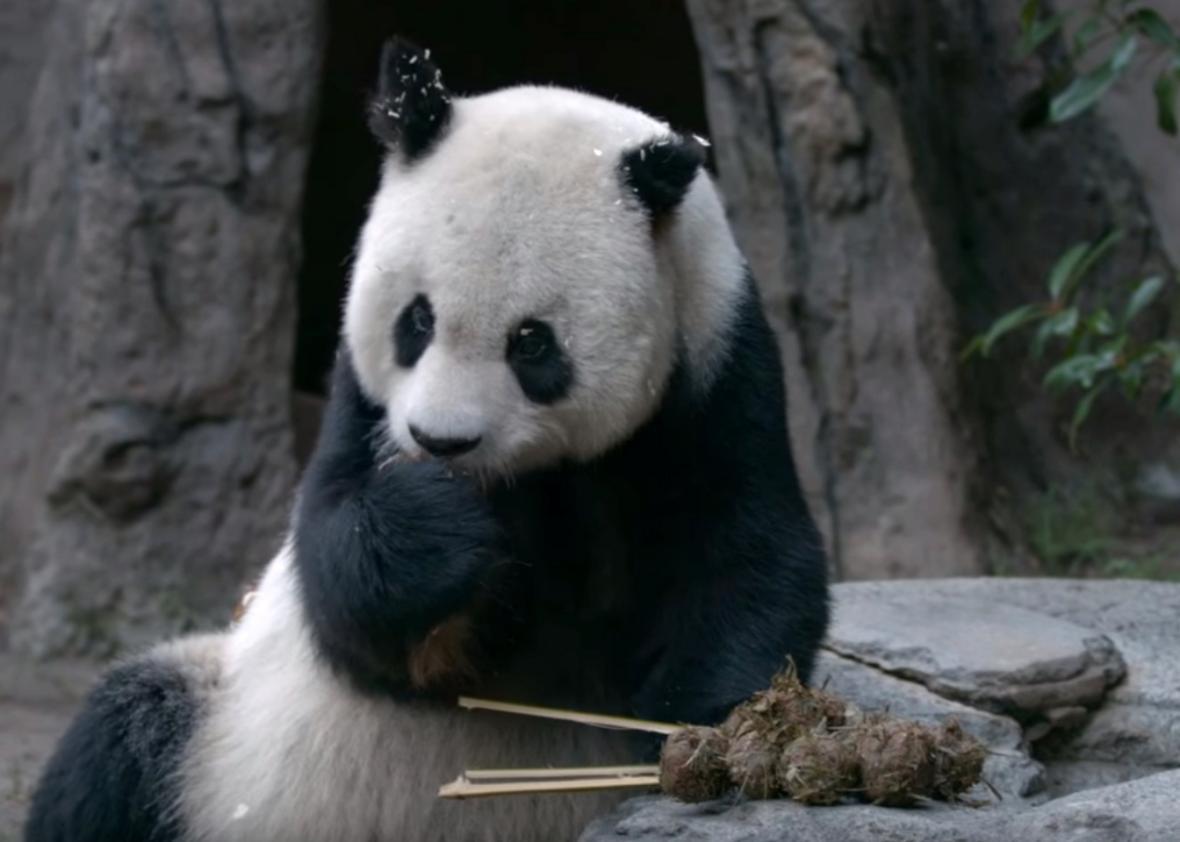 Bamboo bread is the San Diego Zoo’s treat for their panda Gao Gao. (Video)