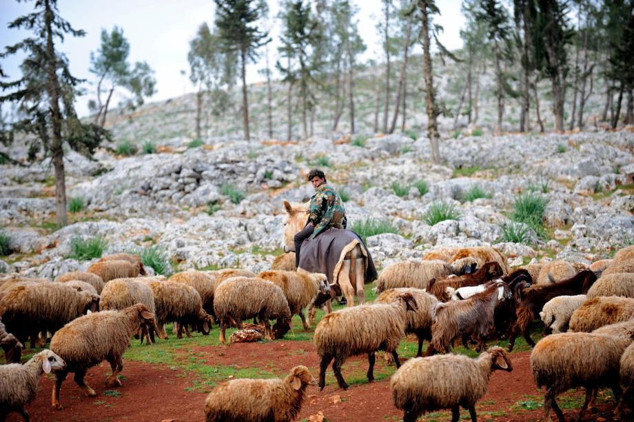 A Syrian shepherd cares for his flock near the ruins of the ancient Roman city of of Serjilla, in the northwestern province of Idlib, on March 19, 2013. The conflict in Syria has killed at least 70,000 people, and forced more than one million Syrians to seek refuge abroad.