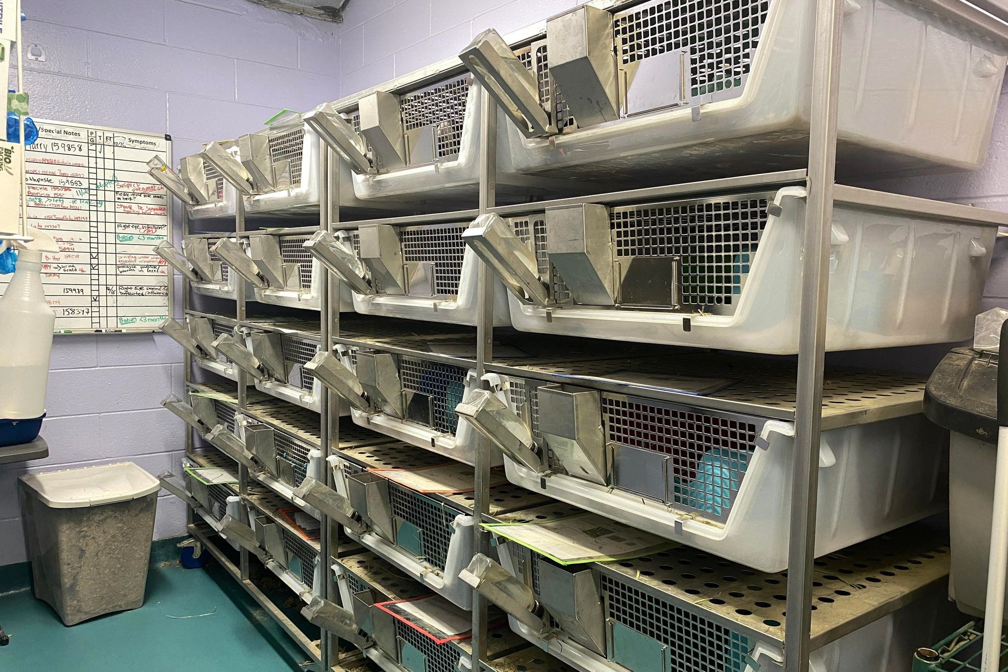 A tower of guinea pig cages