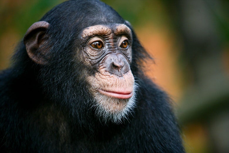 Close-up of a chimpanzee's face.