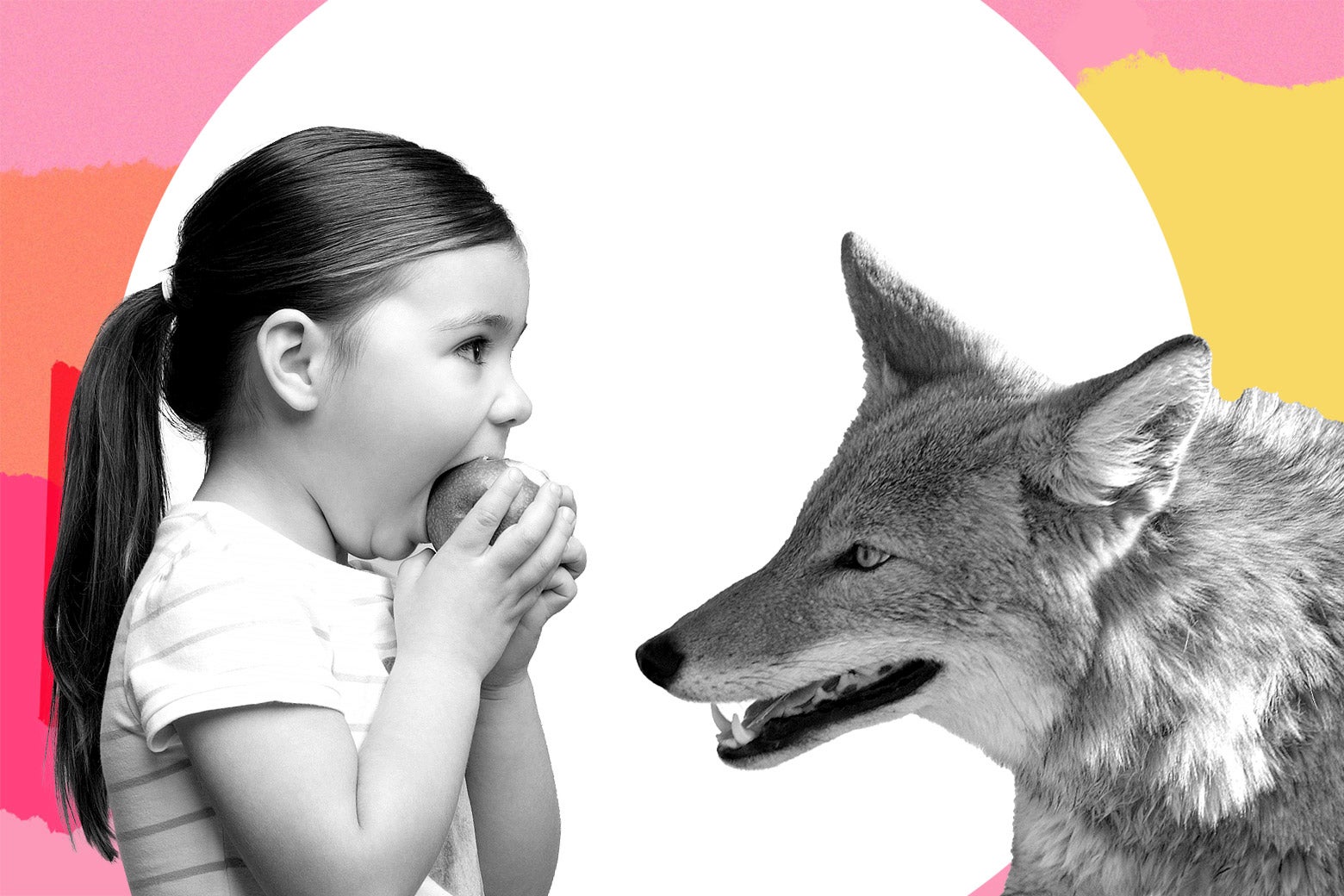A little girl eats an apple in front of a coyote.