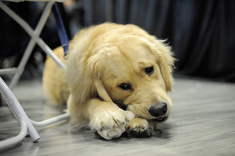 Elizabeth Warren's pet dog, Bailey.
