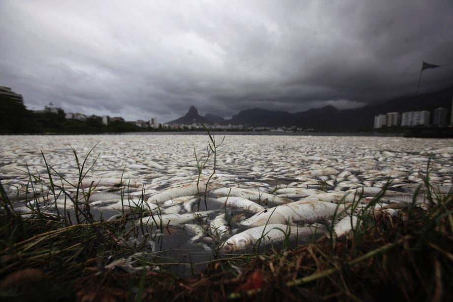 Dead fish at the Rodrigo de Freitas lagoon in Rio de Janeiro on March 14, 2013. About 65 tons of fish have been removed from the lagoon after oxygen levels dropped due to pollution, according to local media. Rodrigo de Freitas lagoon will host the rowing competitions in the 2016 Olympic Games.