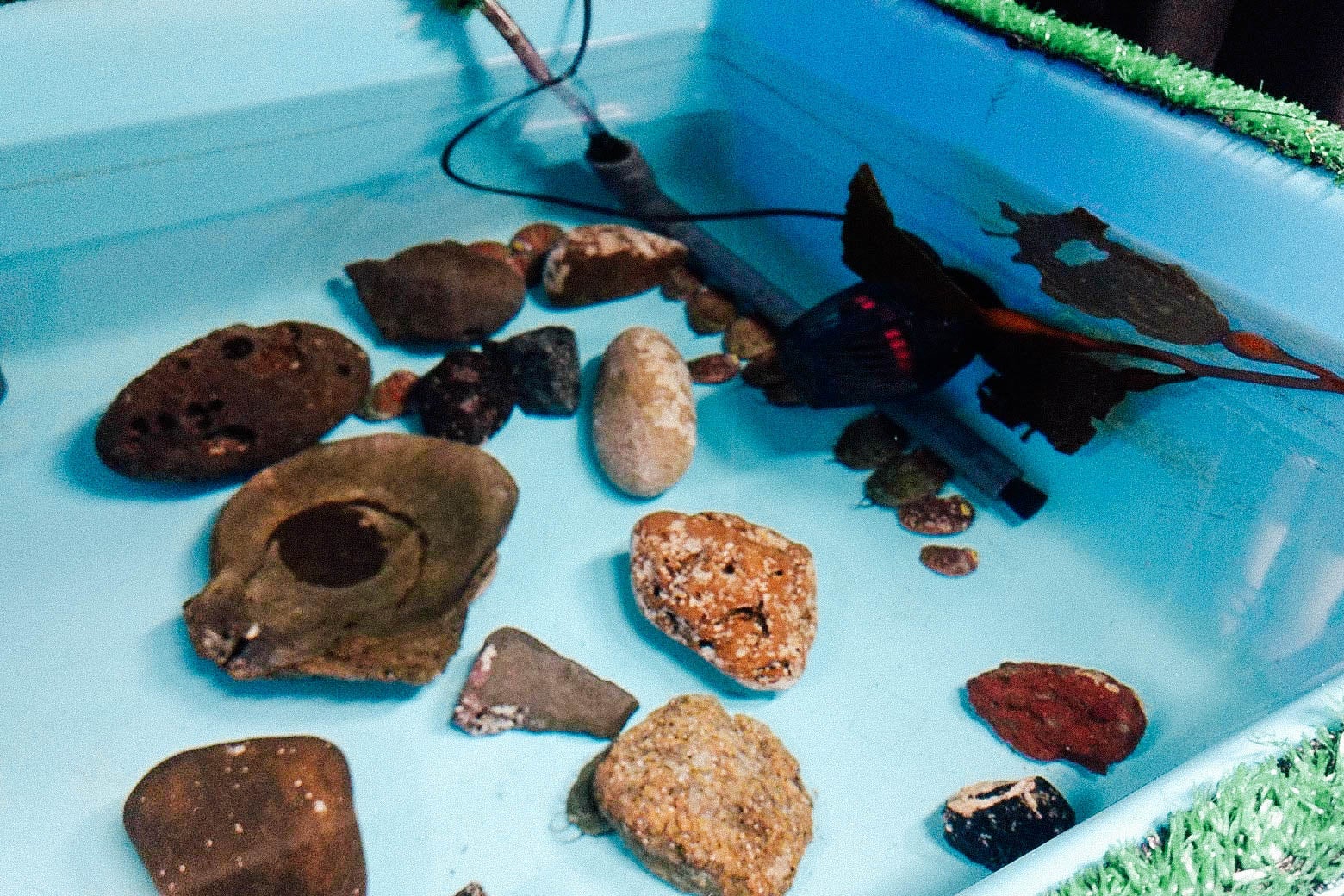 The white abalone fish is seen swimming among rocks in a small water tank.