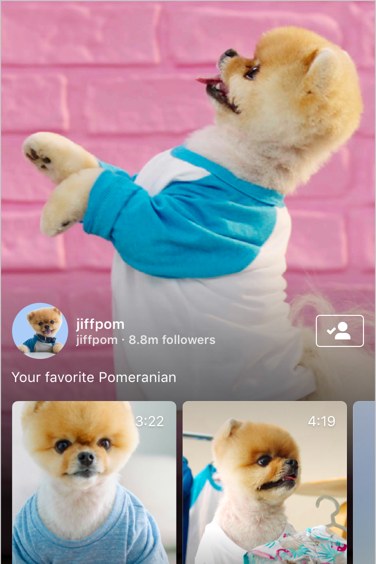 Screenshot of new Instagram video feature, with doggo.