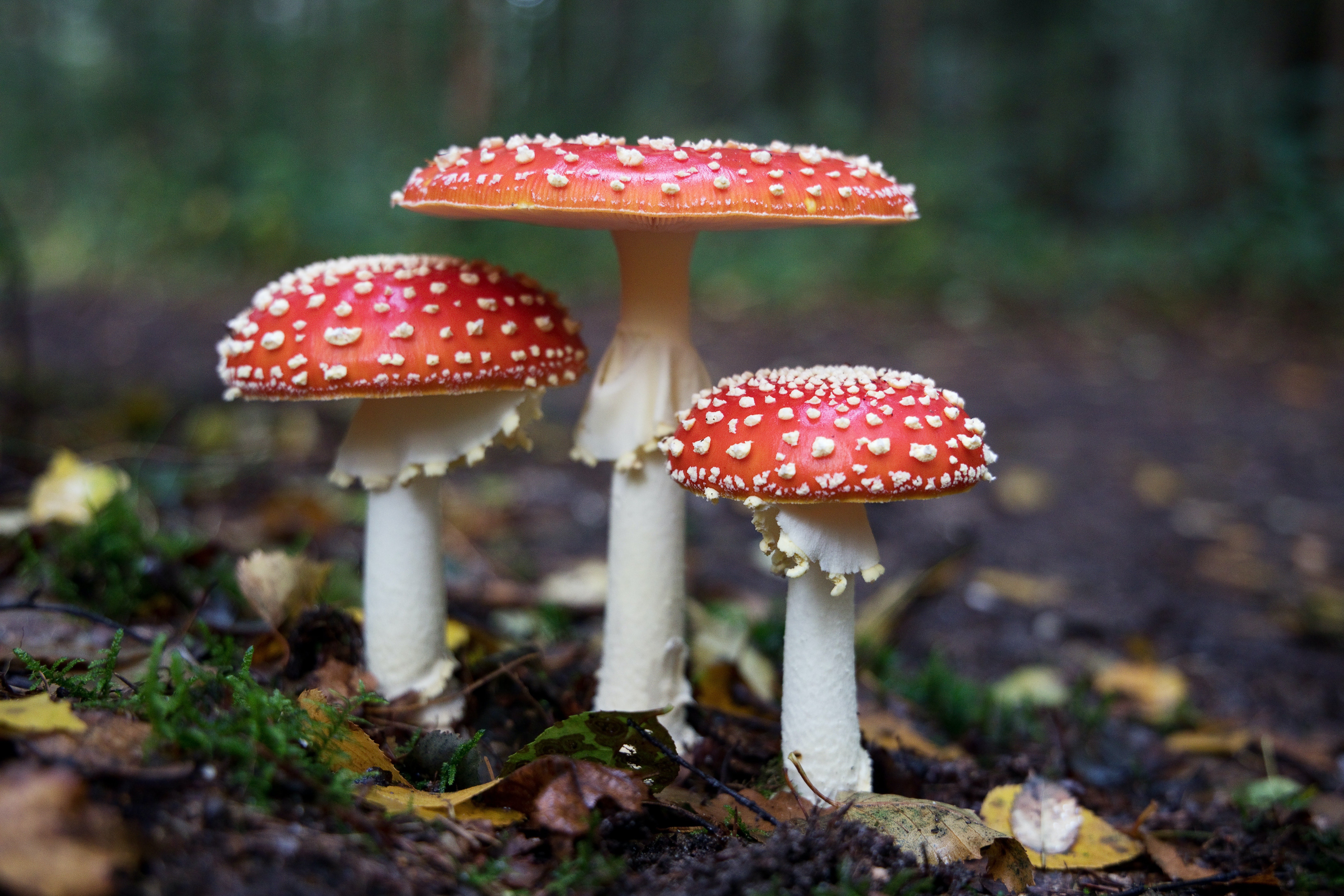 A collection of three mushrooms with red, white-spotted caps on the forest floor.