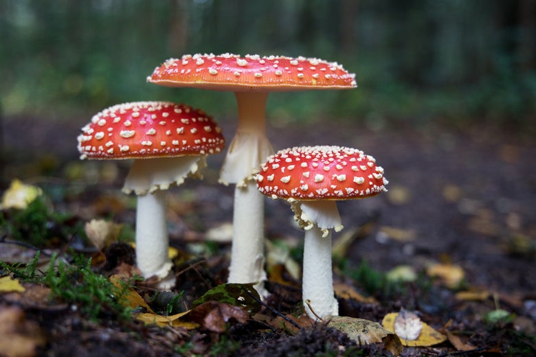 A collection of three mushrooms with red, white-spotted caps on the forest floor.