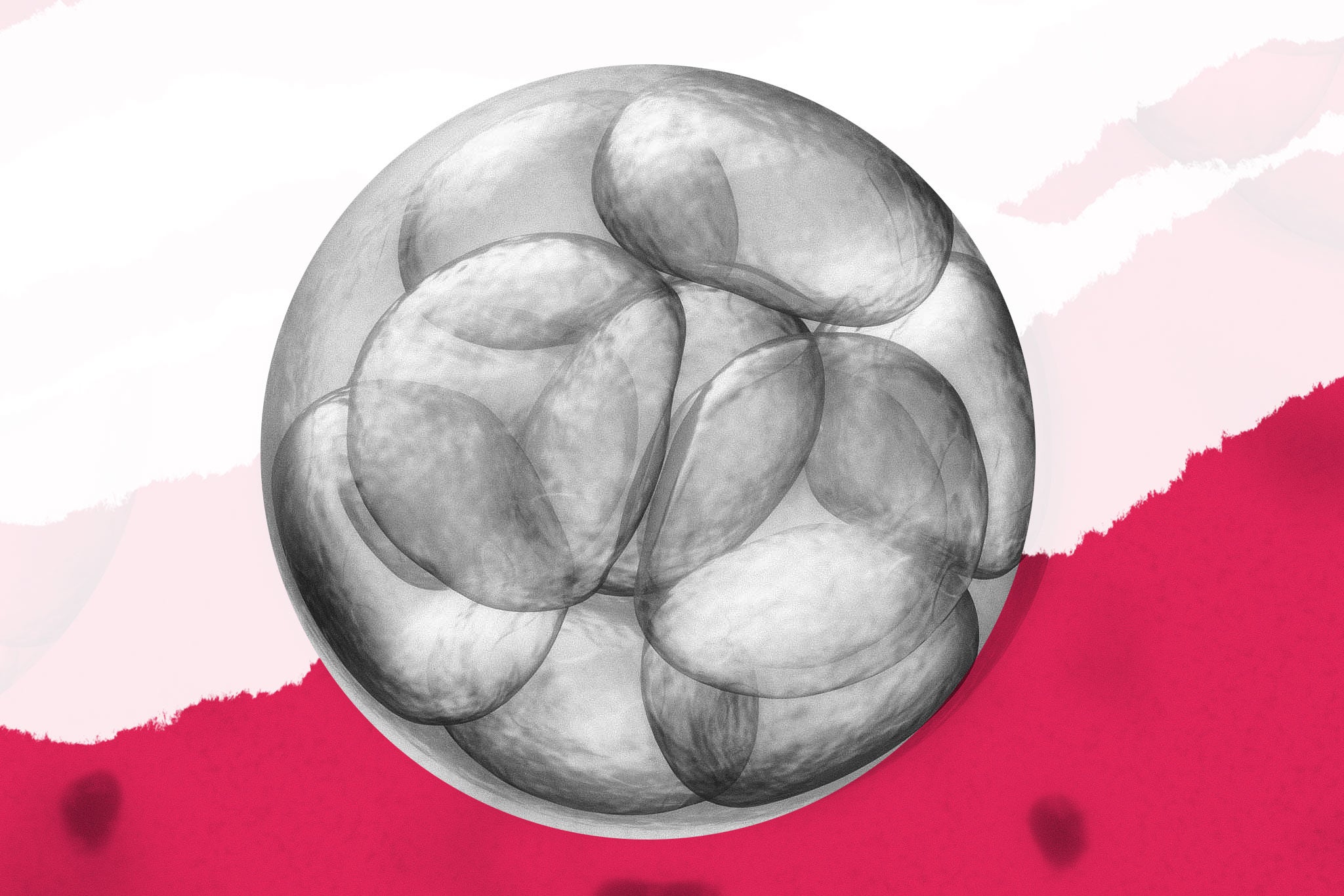 Photo illustration of an embryo.