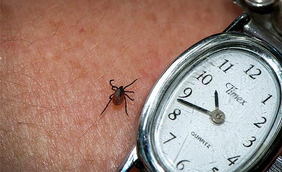 Tick that carries Lyme Disease.
