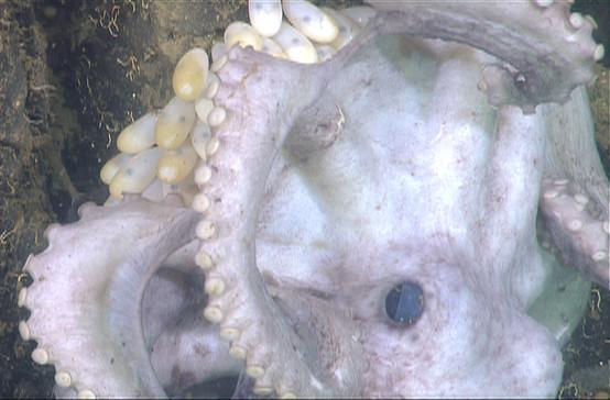 Thousands of octopuses gather off California to brood eggs at a warm spot :  NPR