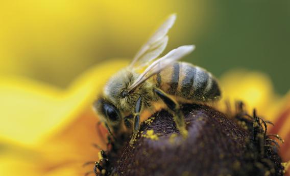 Closeup of Bee
