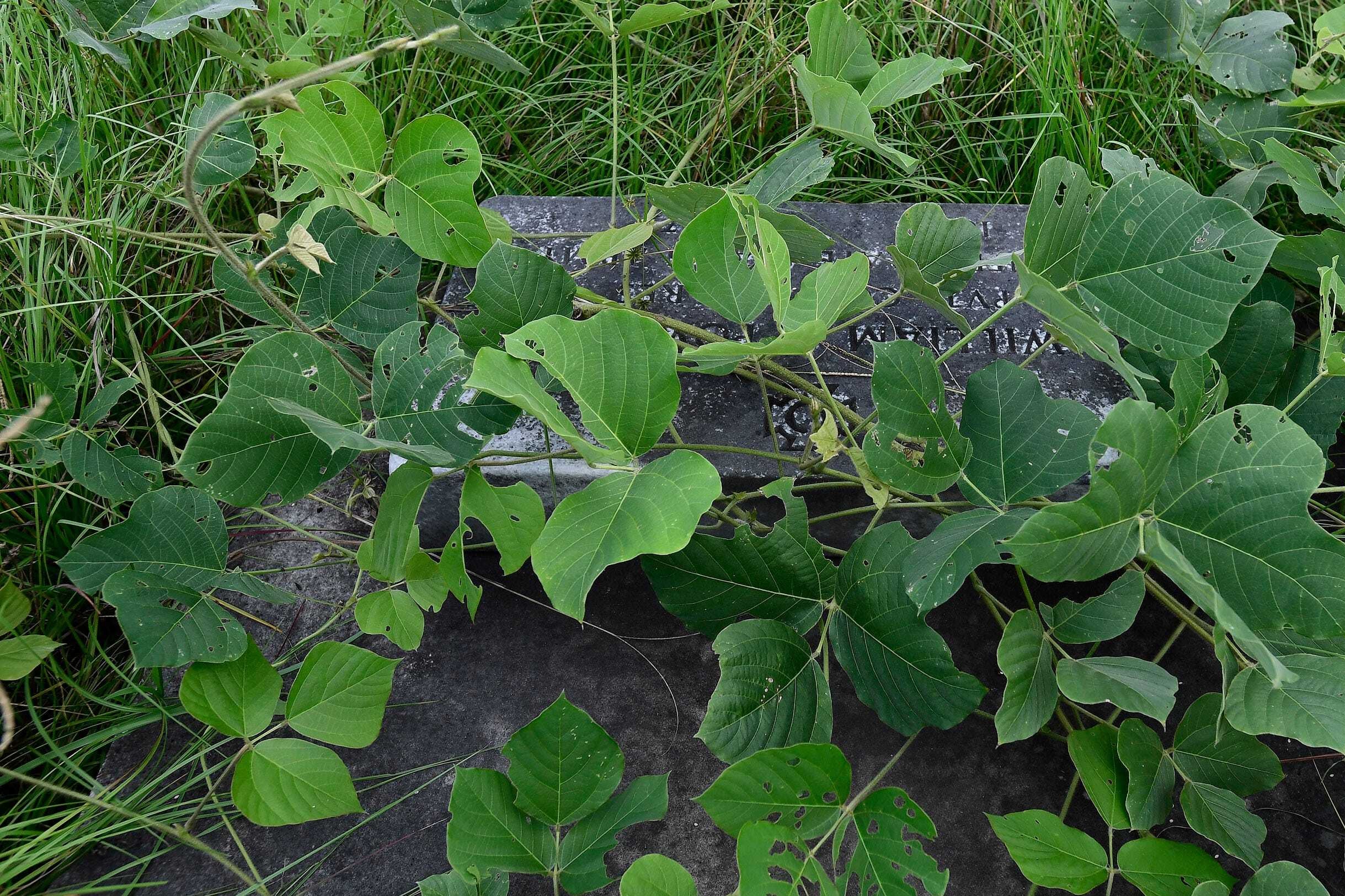 Kudzu is so much more than the vine that ate the South 