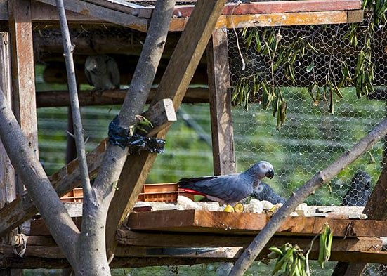African Grey Parrot aviary, detail.