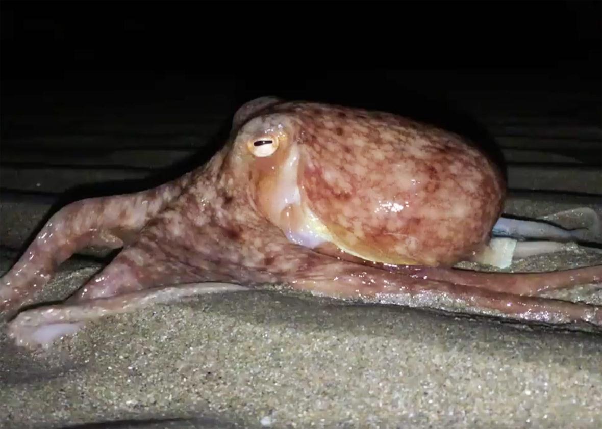 Octopus in New Quay