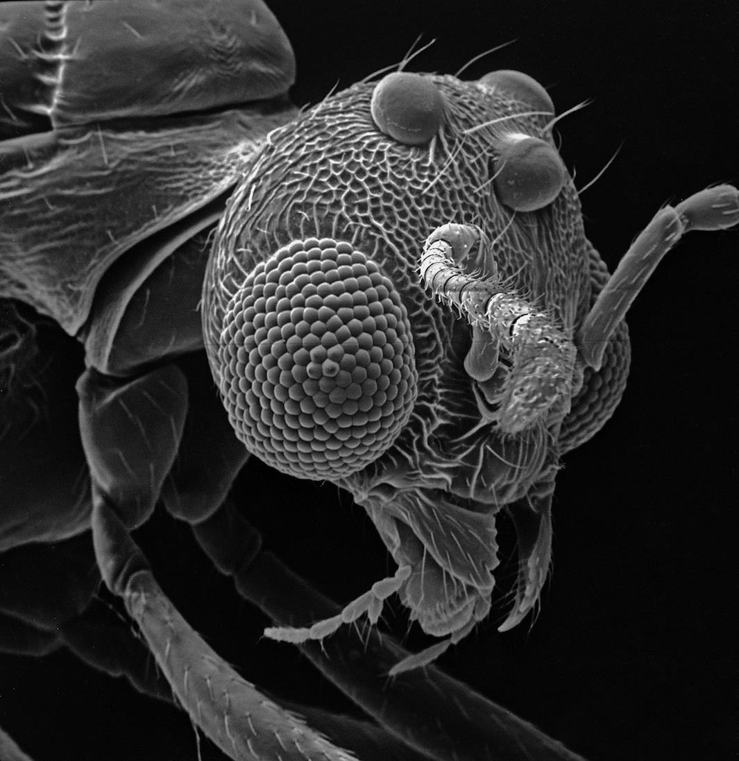 microscope images of bugs