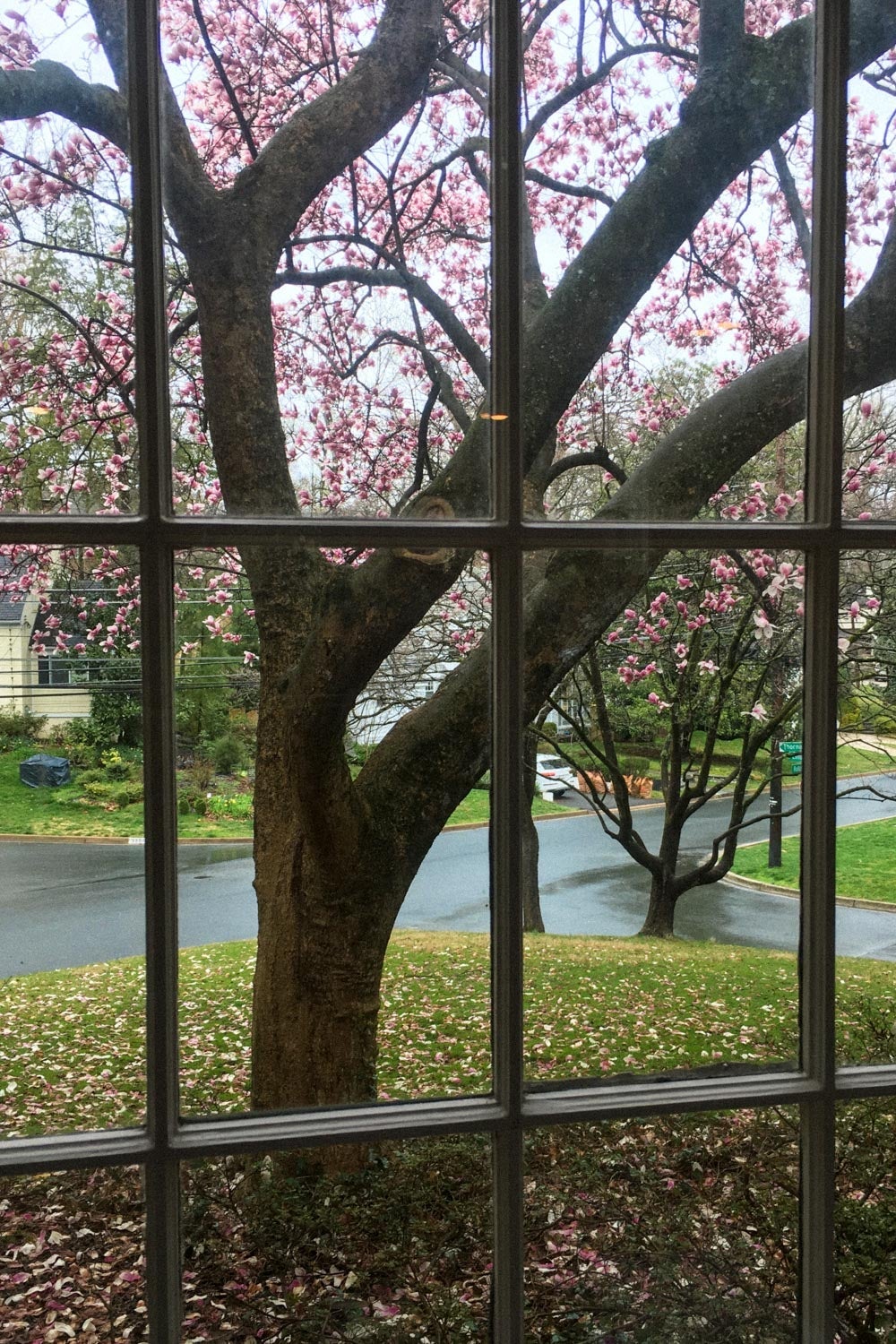 A window facing a cherry blossom tree.