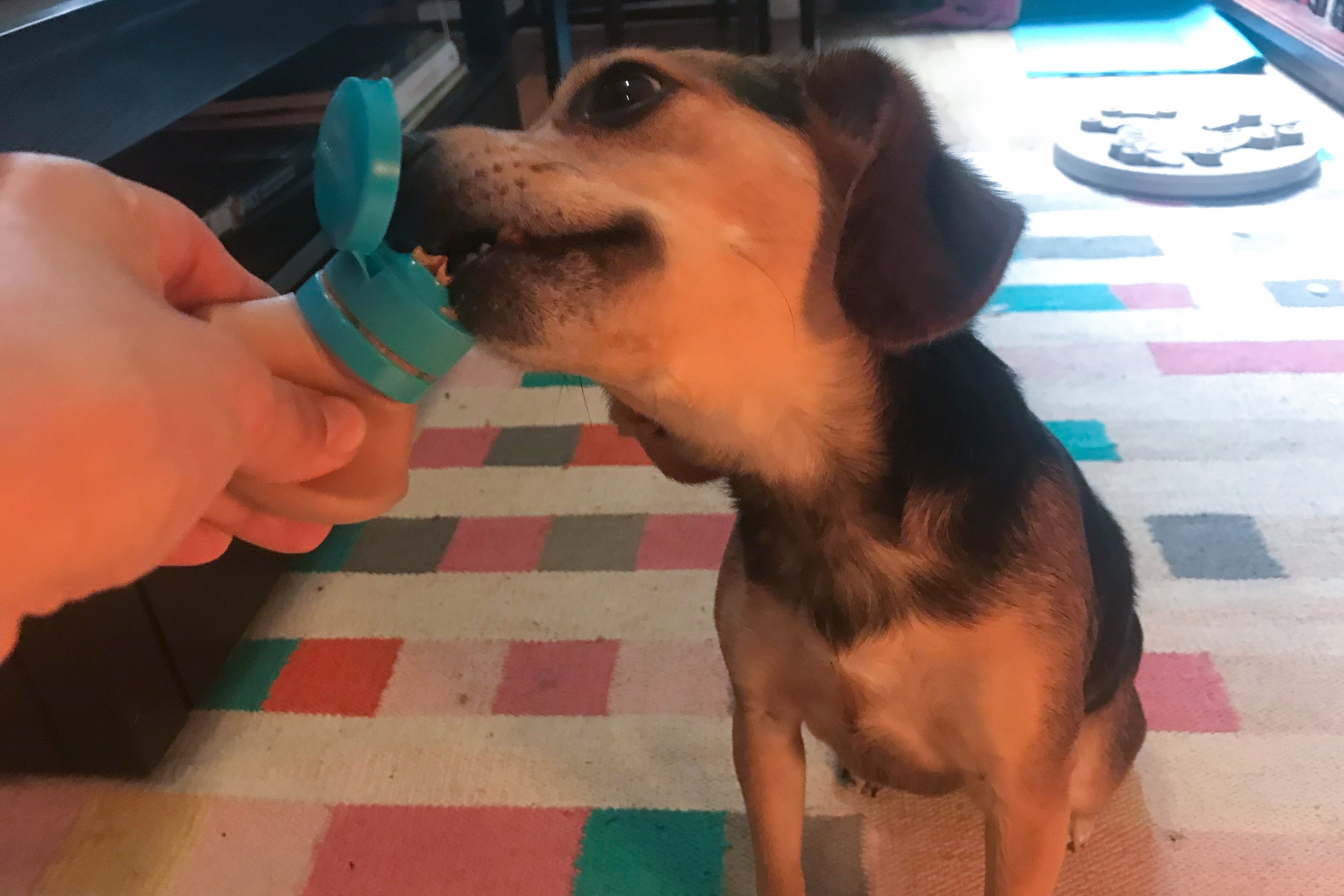 wirecutter dog bowl