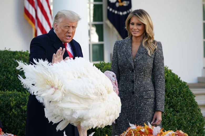 Donald Trump speaks to a turkey as Melania stands next to them, looking uncomfortable.