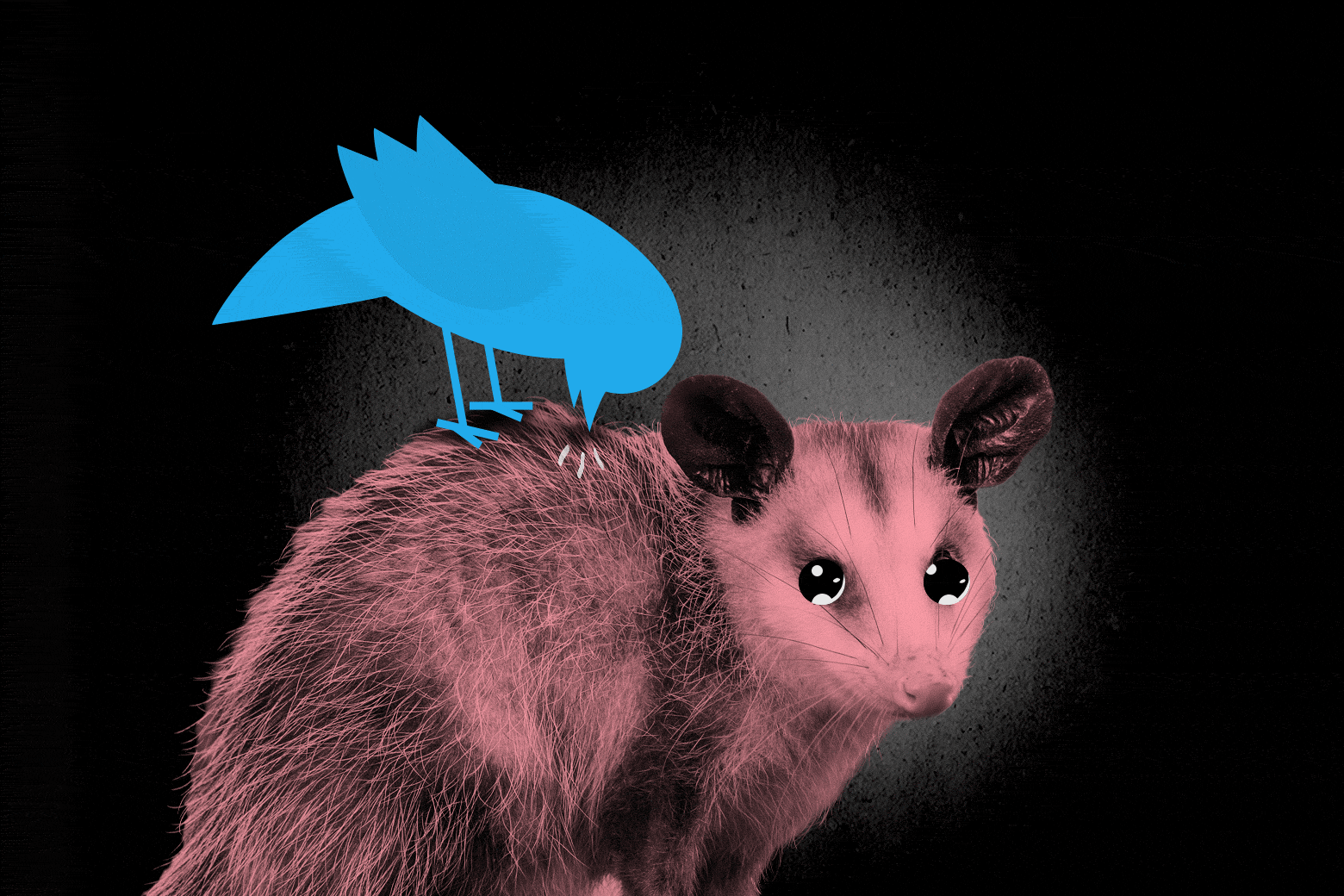a gif of a possum with tears welling in its eyes as it is pecked on the back by a Twitter bluebird 