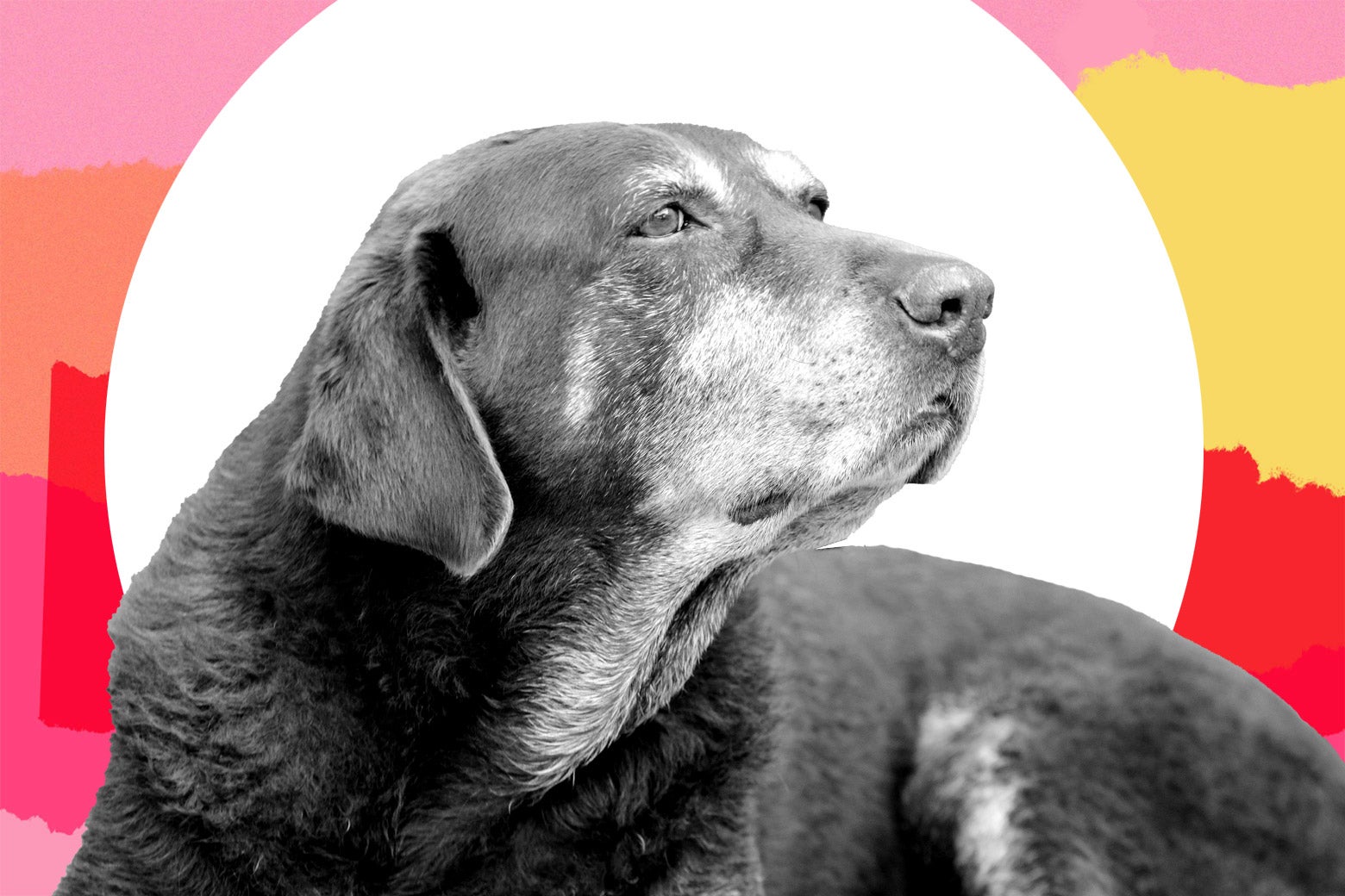 Elderly dog.
