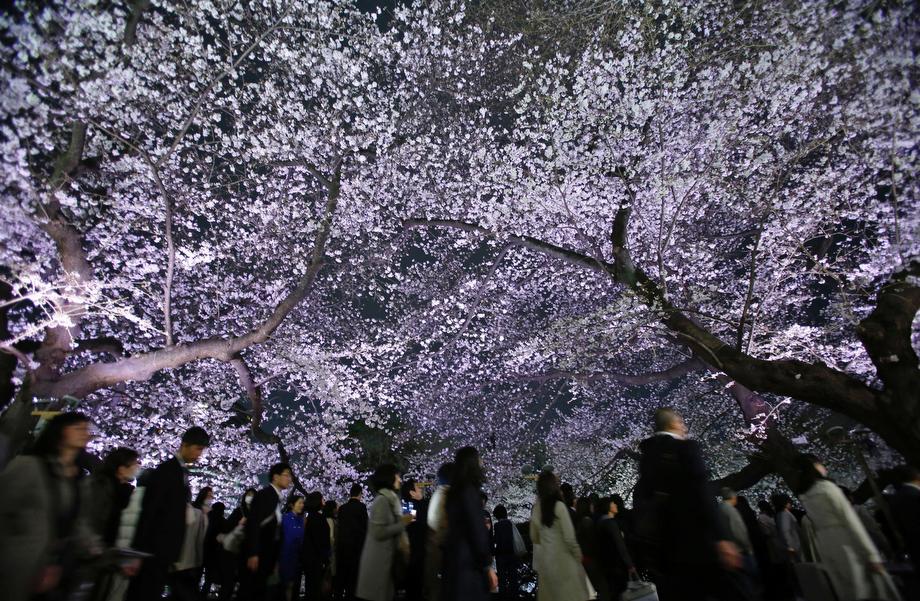 Visitors walk under illuminated cherry blossoms in full bloom along the Chidorigafuchi moats in Tokyo on March 22, 2013. Many people enjoy viewing the blossoms all over the country during this season.