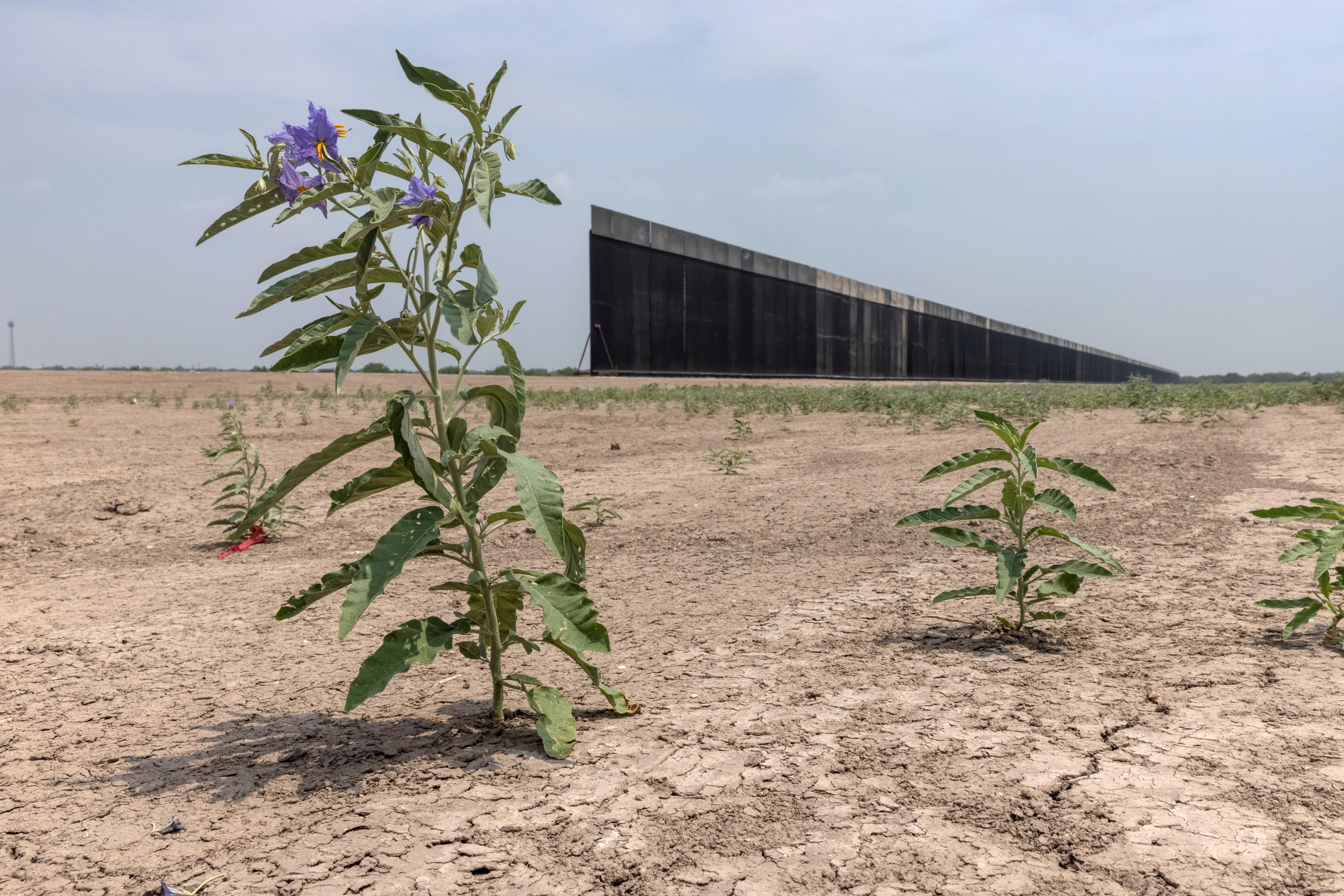 A section of the border wall stops halted in the desert with a flower in the foreground.