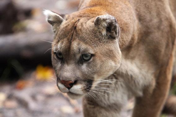 Florida panther history: Breeding with Texas cougars but losing habitat.