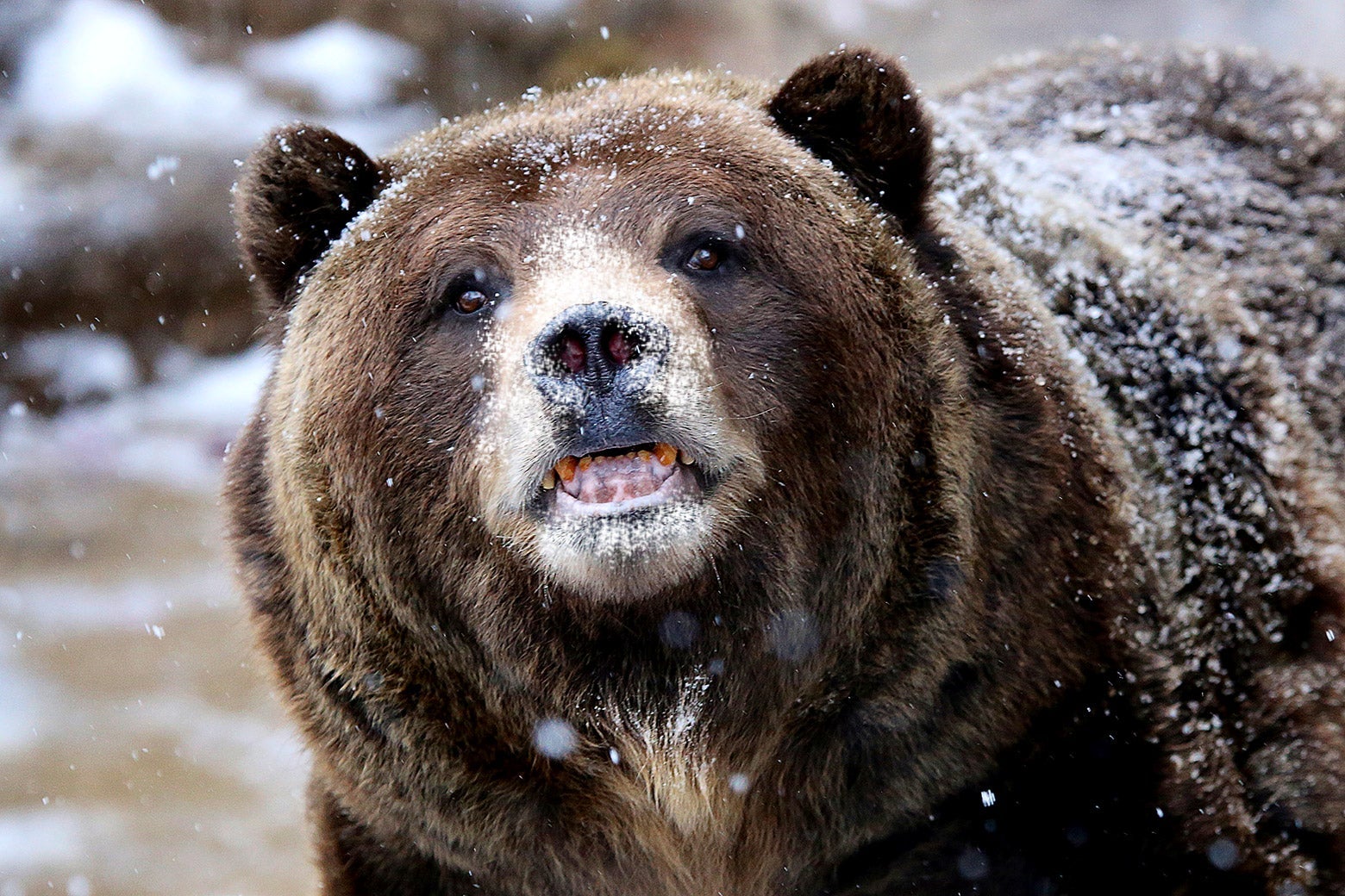 A grizzly bear baring its teeth, fur covered with snow
