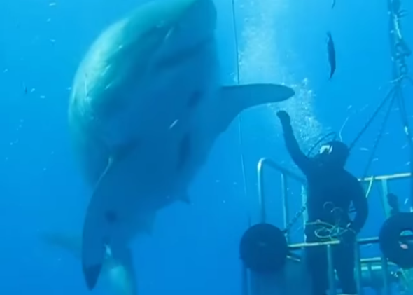 20-foot great white: Researcher gets up close and personal with massive ...