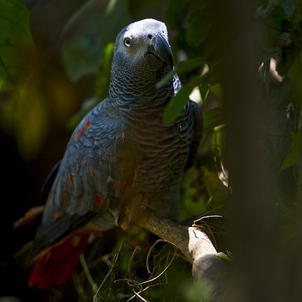 African Grey Parrot in shadows.
