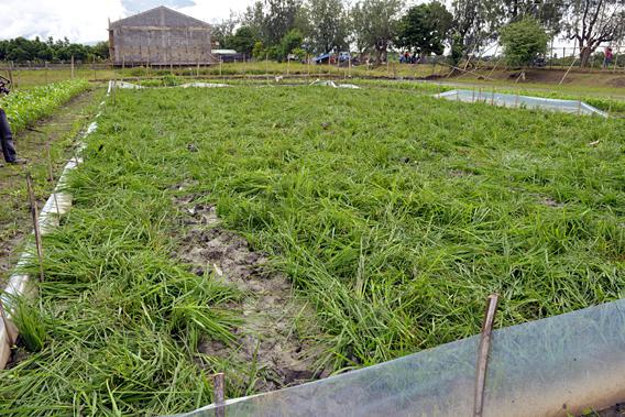 Field of golden rice, Phillipines.