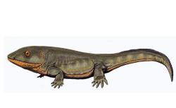 Pederpes finneyae, a Carboniferous tetrapod.