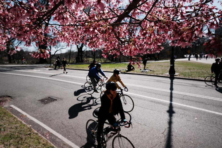 People biking on a road under cherry blossom trees in Prospect Park on March 21