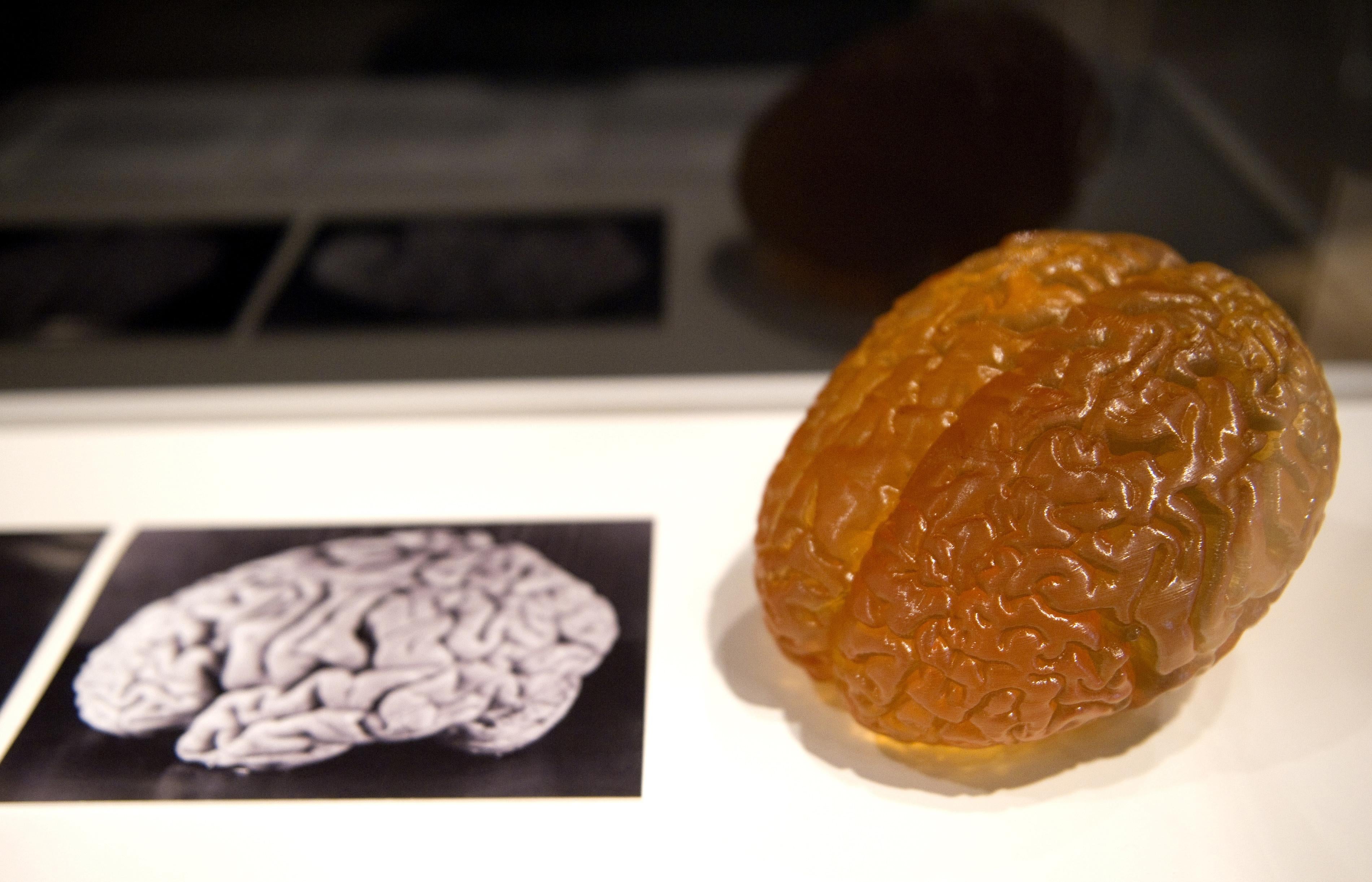 A model of Einstein's brain