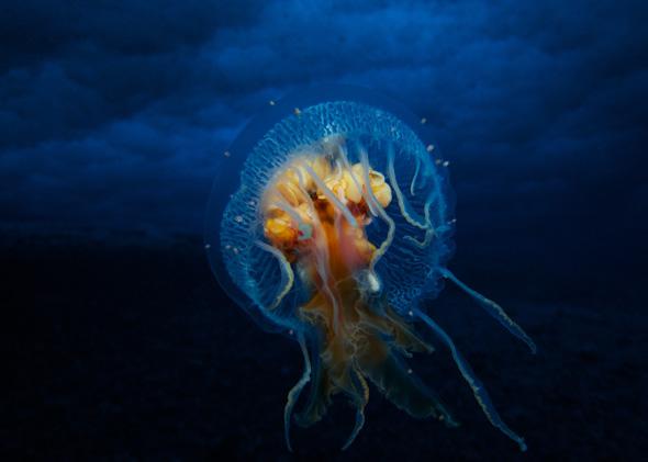 A jellyfish in Antarctic waters.