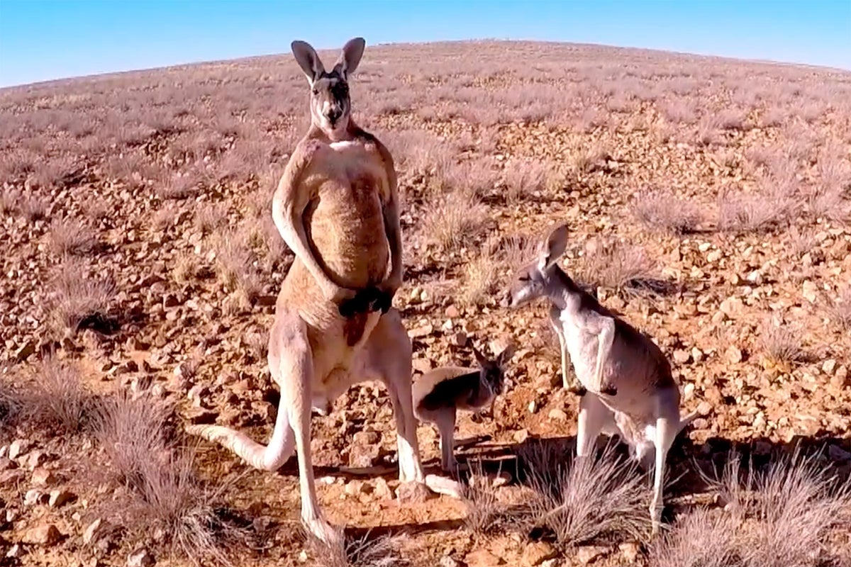 The documentary Kangaroo A Love-Hate Story examines Australians' relationship with their national icon. The documentary Kangaroo A Love-Hate Story examines Australians' relationship with their national icon.
