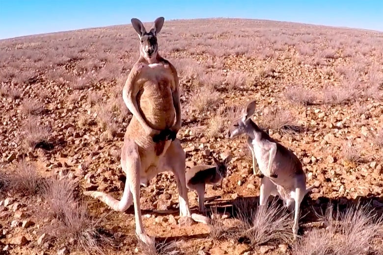 Three kangaroos.